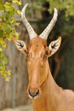 20 ta eng yaxshi chex porno aktrisalari